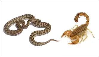 Snakes and Scorpions