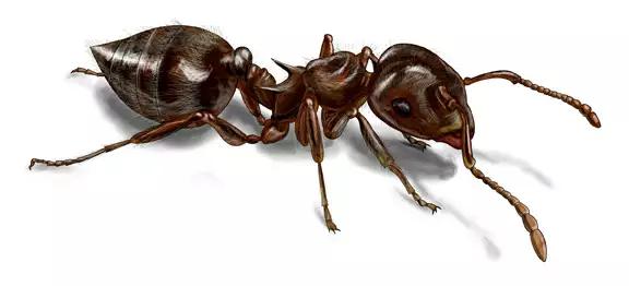 Ocrobat Ants