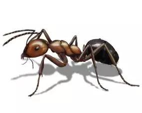 Allegheny Mound Ant