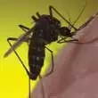 Asian Tiger Mosquitoe
