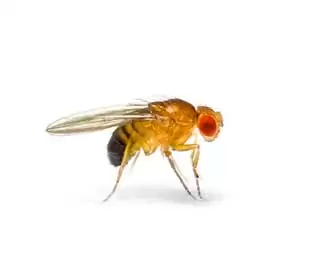 Fruit Flies