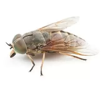 Horse Flies