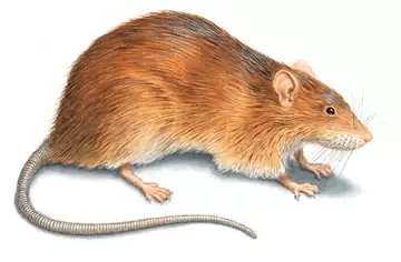 Norway Rat